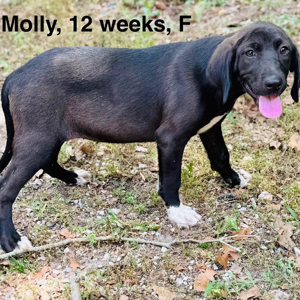 MOLLY, a Adoptable mixed breed in Lucedale, MS image 3/4