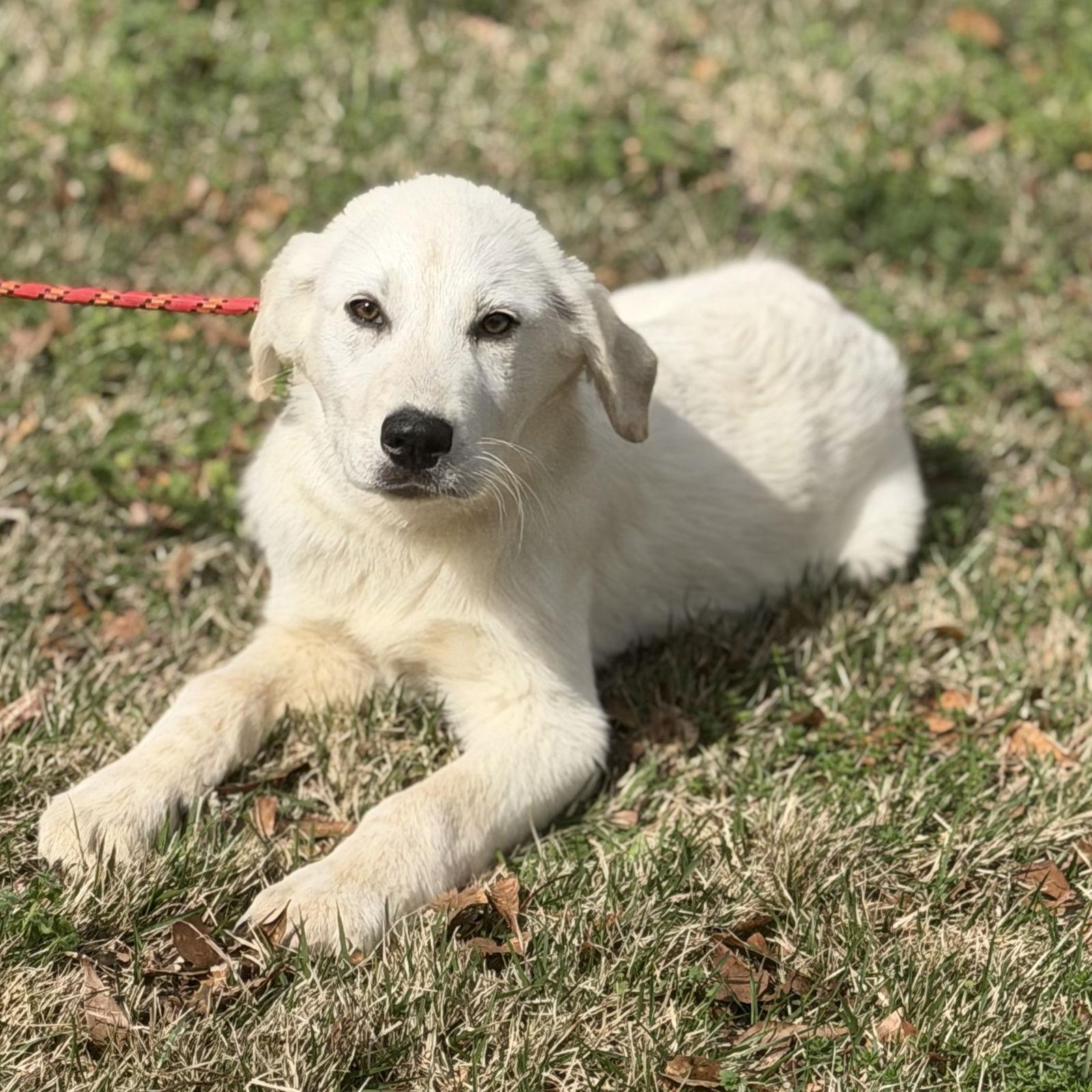 POLAR, Adopted, Puppy Male Great Pyrenees.