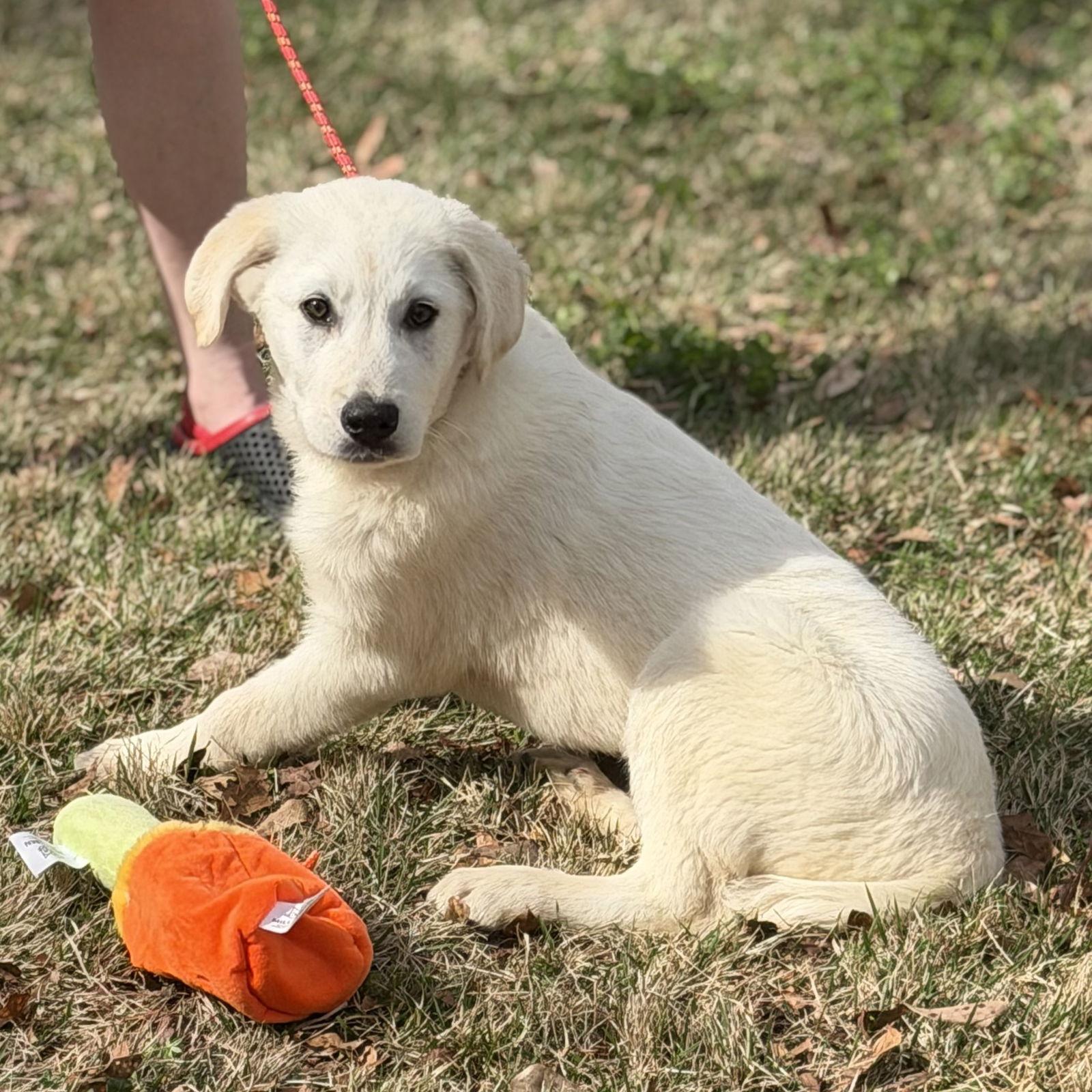 Enlarge POLAR, a Adopted Great Pyrenees in Locust Fork, AL image 2/3