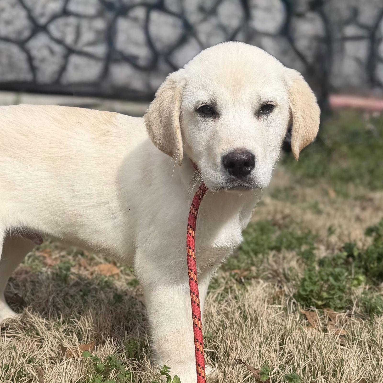 Enlarge POLAR, a Adopted Great Pyrenees in Locust Fork, AL image 3/3