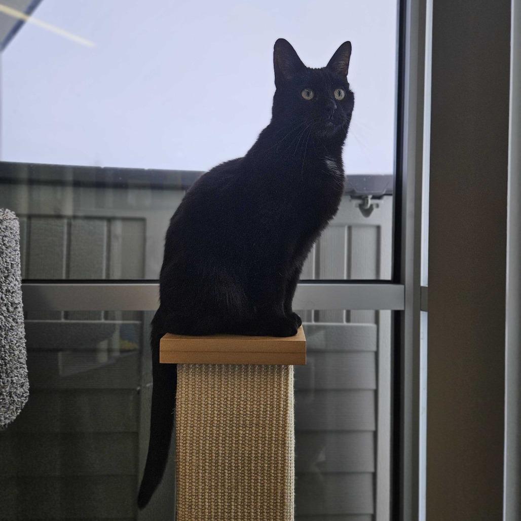 Bella, a Adoptable Domestic Short Hair in Dover, NH image 1/4