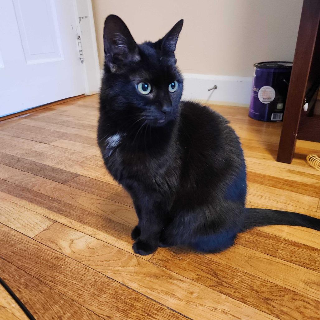 Bella, a Adoptable Domestic Short Hair in Dover, NH image 3/4