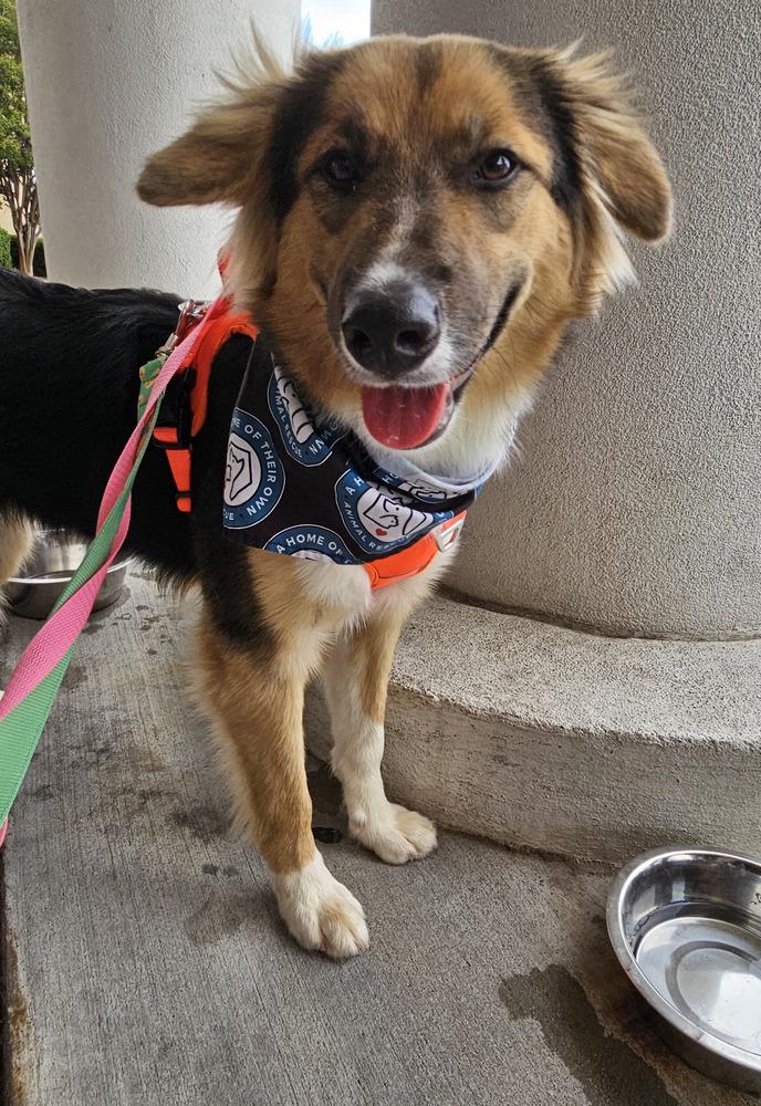 Enlarge Sadie, a Adoptable mixed breed in Silver Spring, MD image 3/6