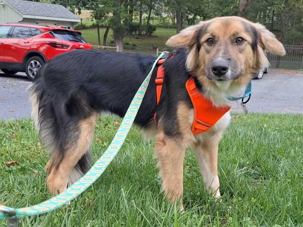 Enlarge Sadie, a Adoptable mixed breed in Silver Spring, MD image 1/6