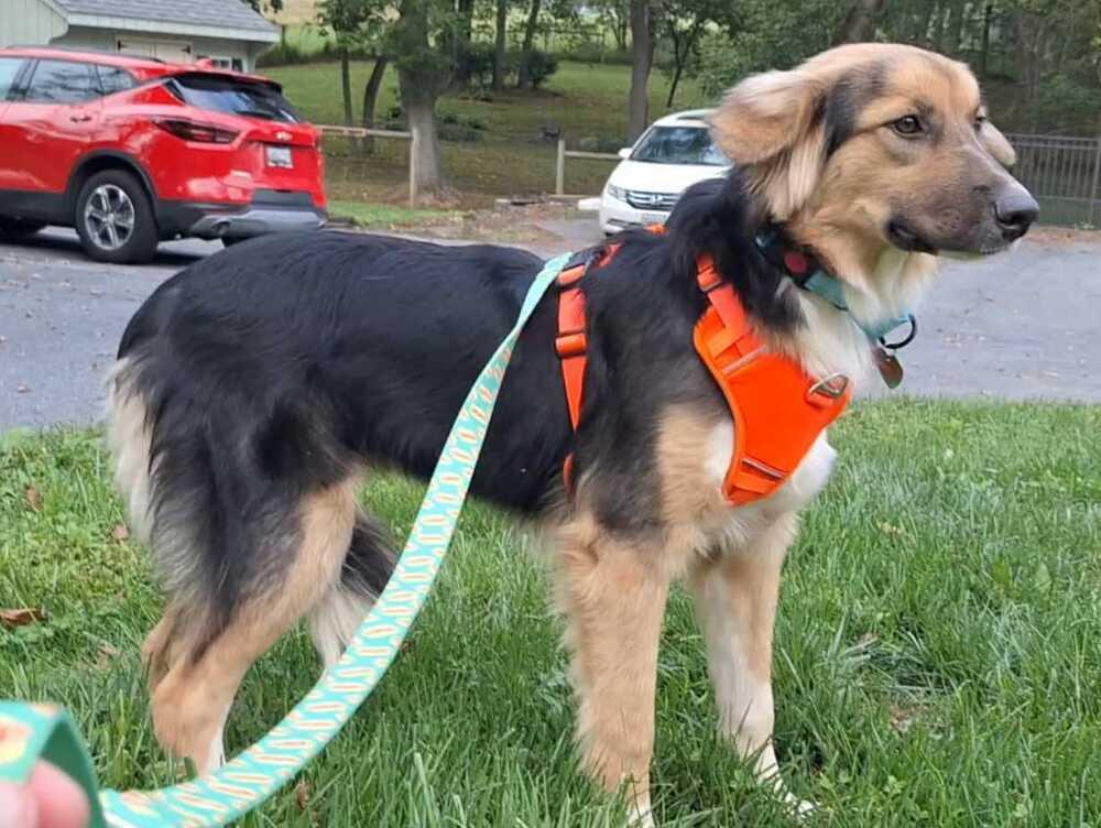 Enlarge Sadie, a Adoptable mixed breed in Silver Spring, MD image 4/6