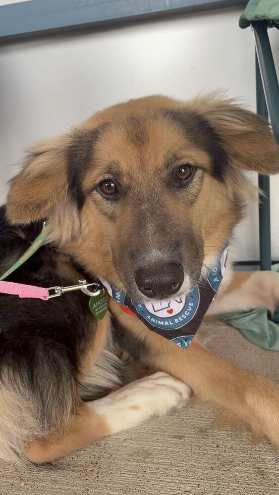 Enlarge Sadie, a Adoptable mixed breed in Silver Spring, MD image 2/6