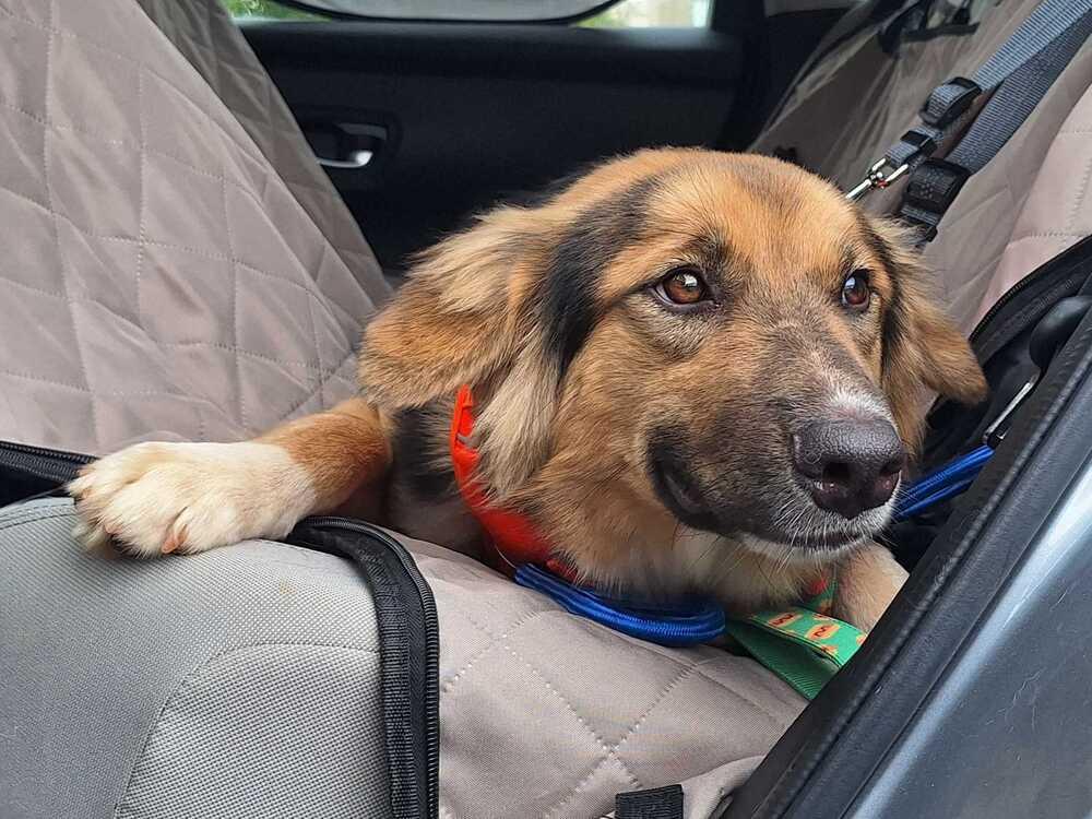 Enlarge Sadie, a Adoptable mixed breed in Silver Spring, MD image 5/6