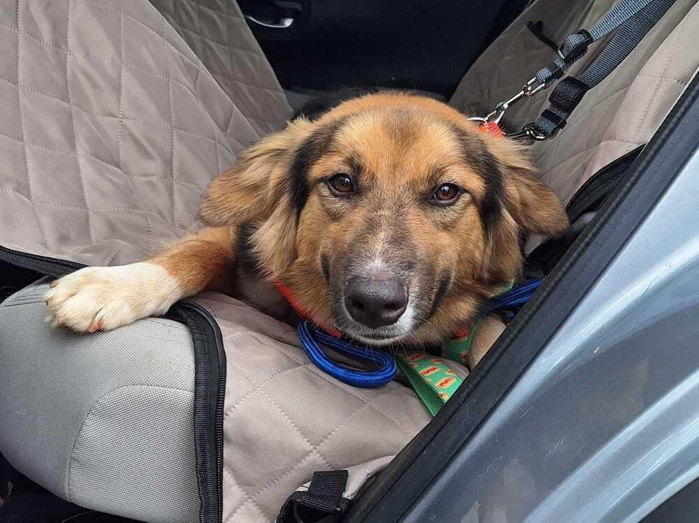 Enlarge Sadie, a Adoptable mixed breed in Silver Spring, MD image 6/6
