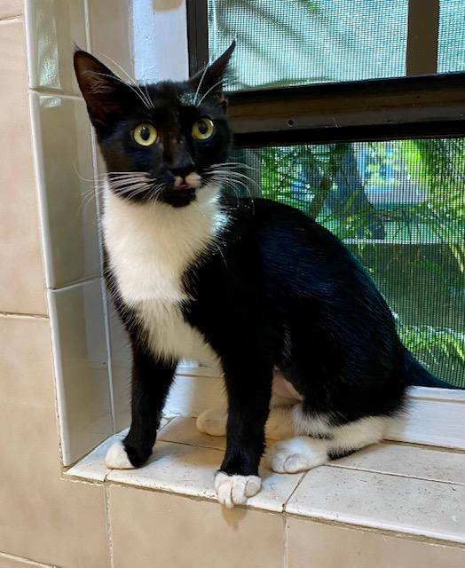 Bubbles, Adoptable, Kitten Female Domestic Short Hair.