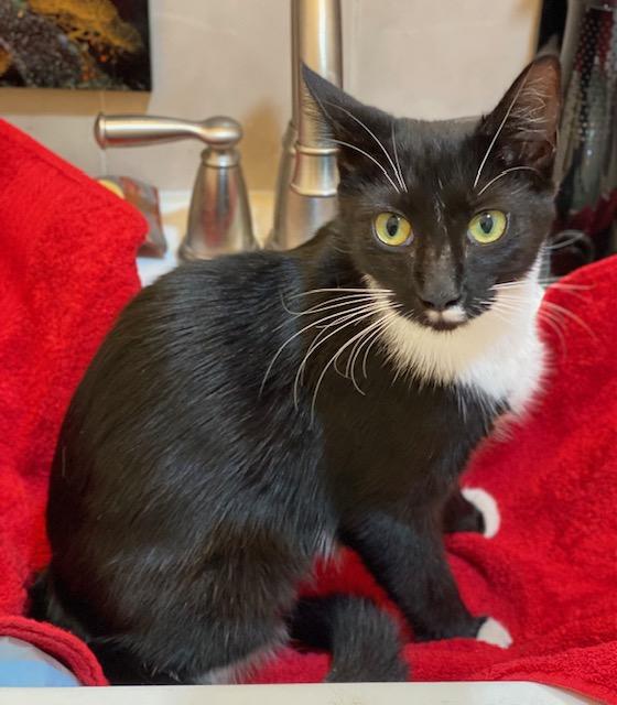 Enlarge Bubbles, a Adoptable Domestic Short Hair in Miami, FL image 2/3