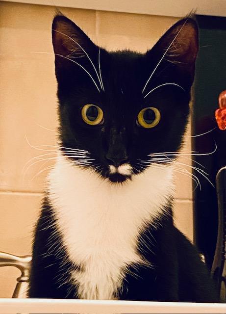 Enlarge Bubbles, a Adoptable Domestic Short Hair in Miami, FL image 3/3