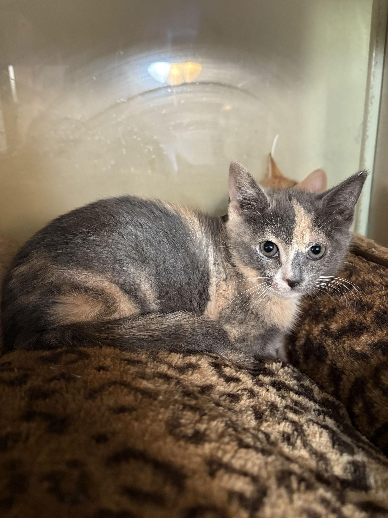 Enlarge Chrystal, a Adoptable mixed breed in Yardley, PA image 1/3