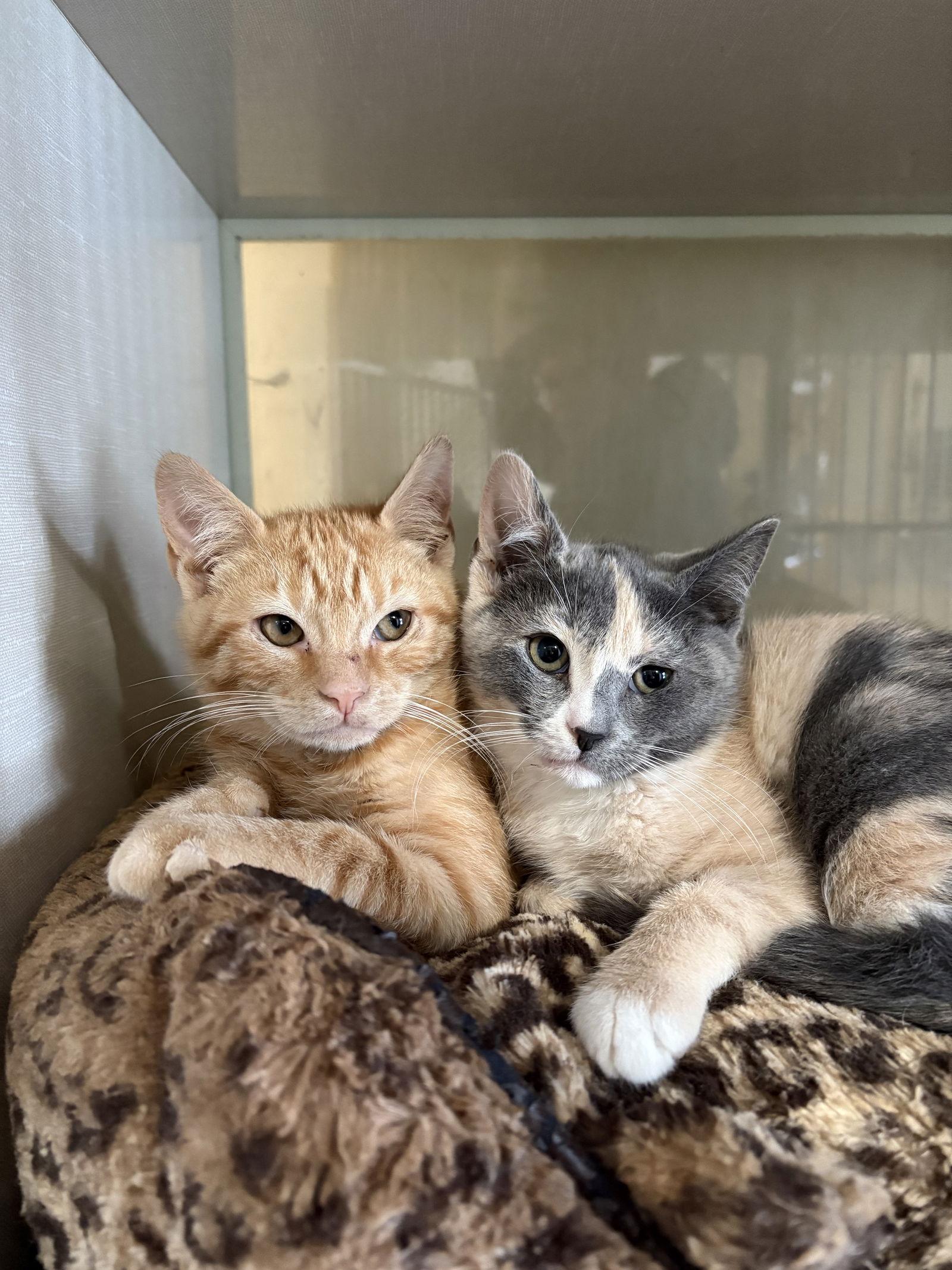 Enlarge Chrystal, a Adoptable mixed breed in Yardley, PA image 2/3