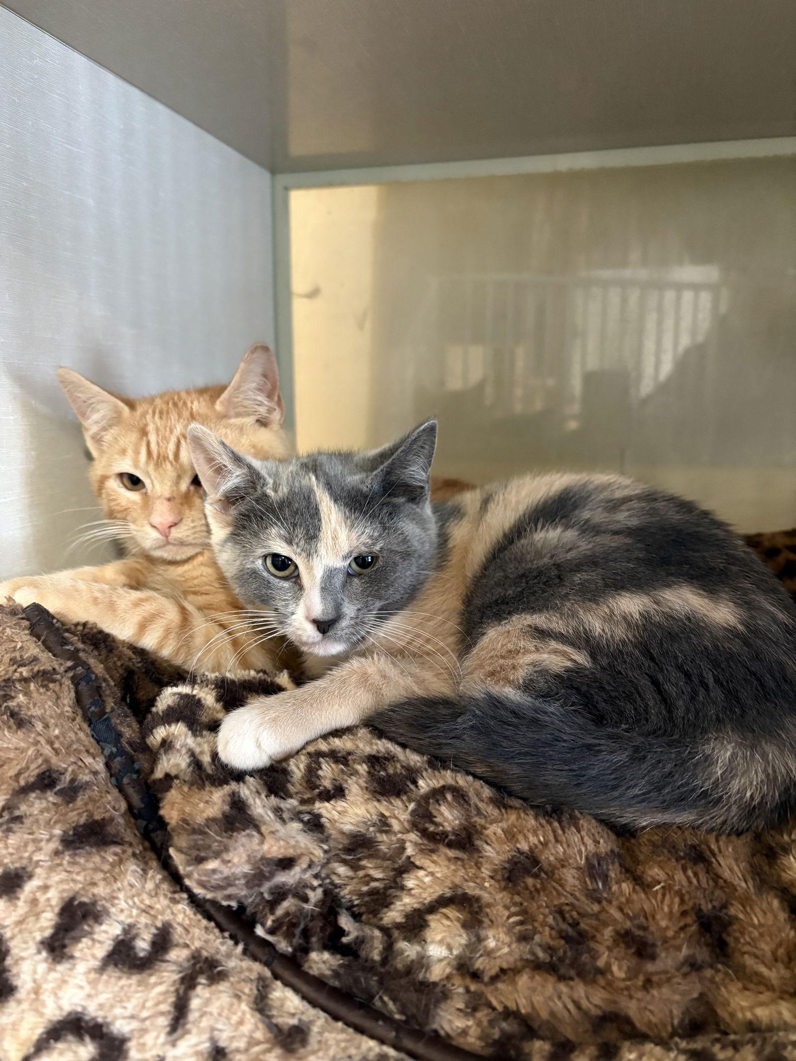 Enlarge Chrystal, a Adoptable mixed breed in Yardley, PA image 3/3