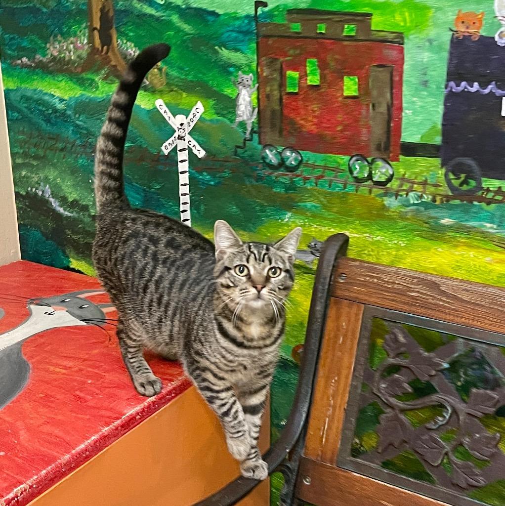 Georgi, Adoptable, Young Female Domestic Short Hair.