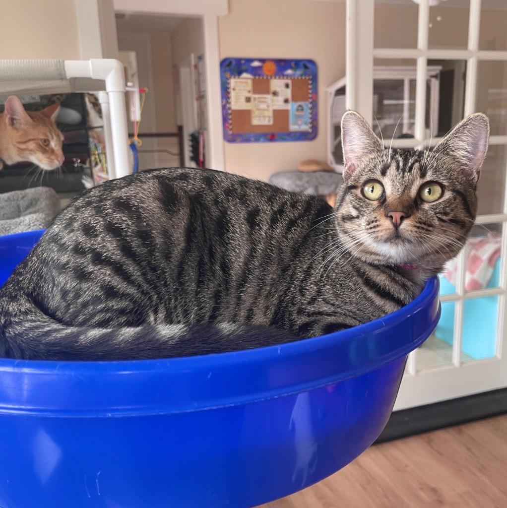 Enlarge Georgi, a Adoptable mixed breed in Cambria, CA image 2/6