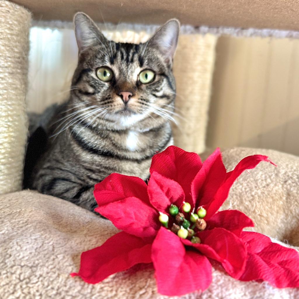 Enlarge Georgi, a Adoptable mixed breed in Cambria, CA image 3/6