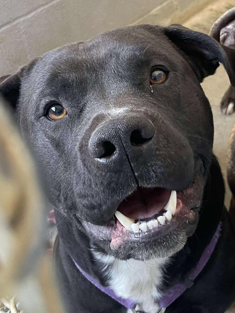 OG, Adoptable, Adult Male Pit Bull Terrier.