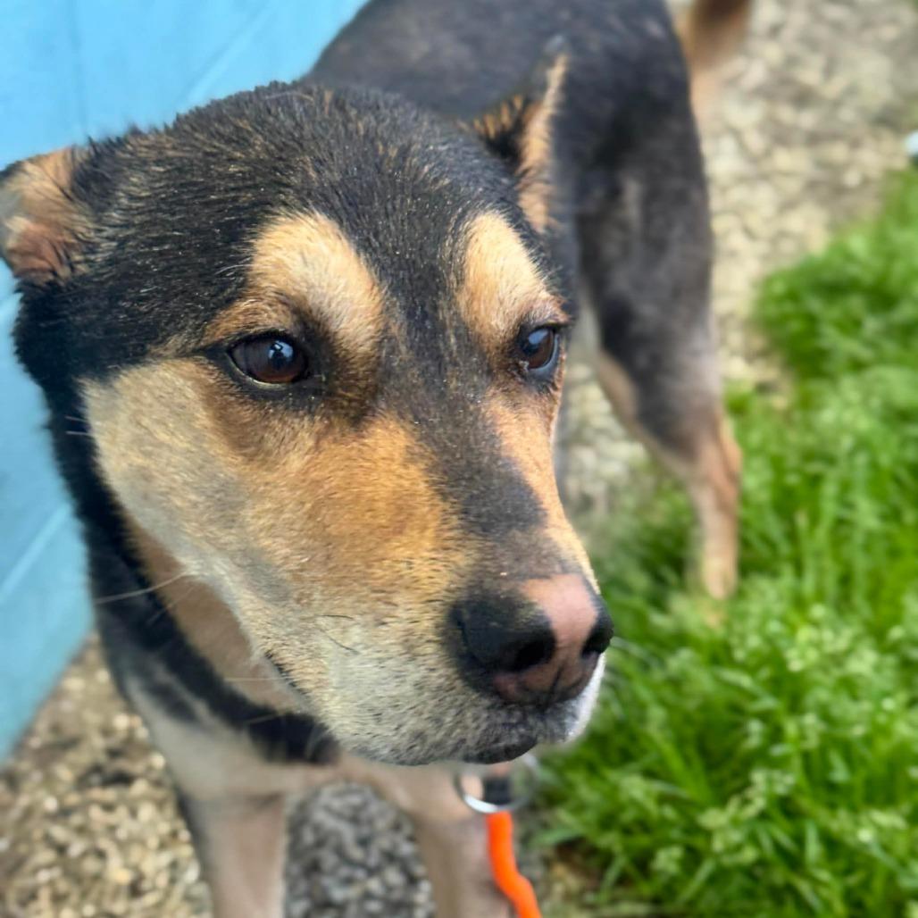 Enlarge Scout, a Adoptable mixed breed in Tacoma, WA image 1/1