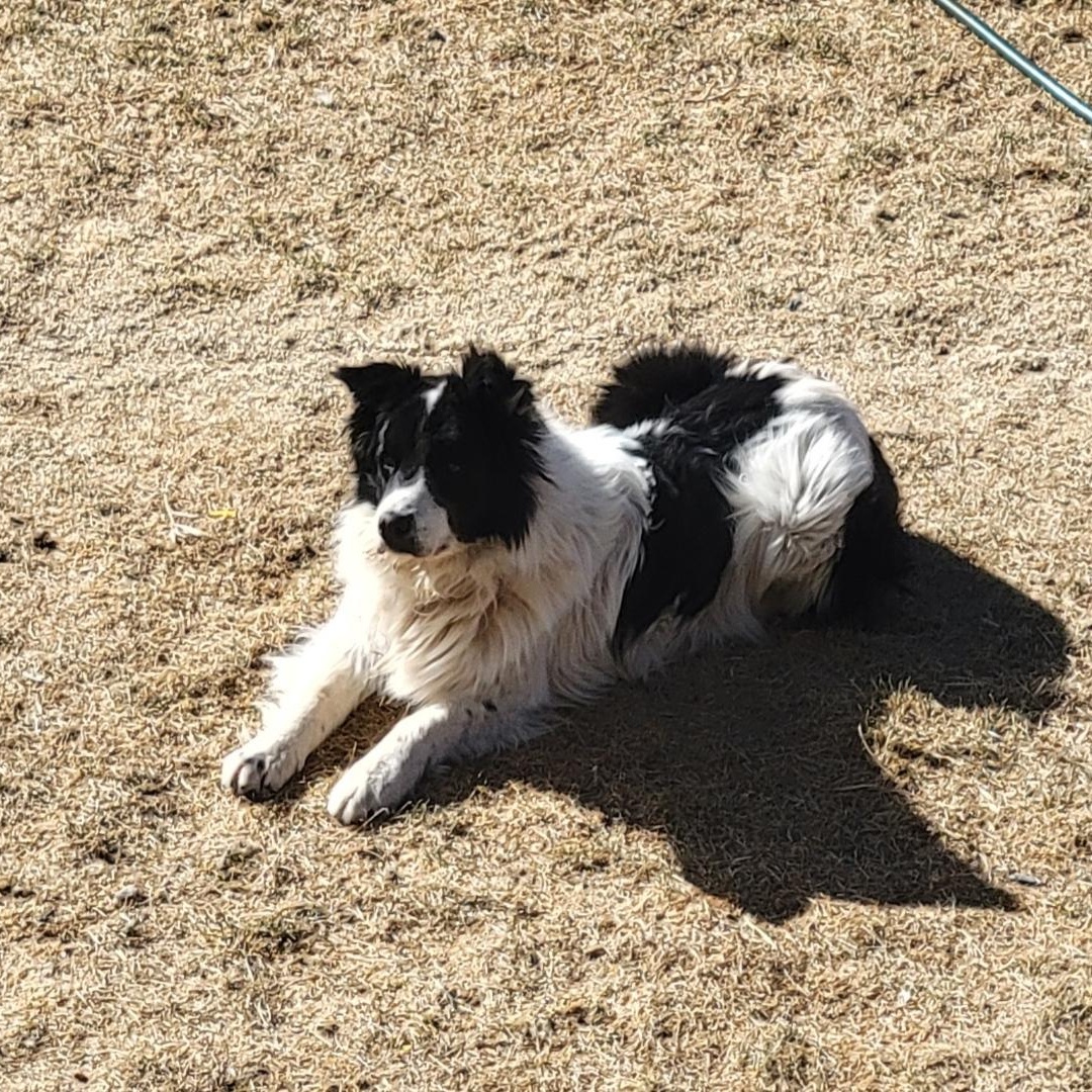 Enlarge Briggs, a ADOPTABLE Border Collie in Crested Butte, CO image 3/4