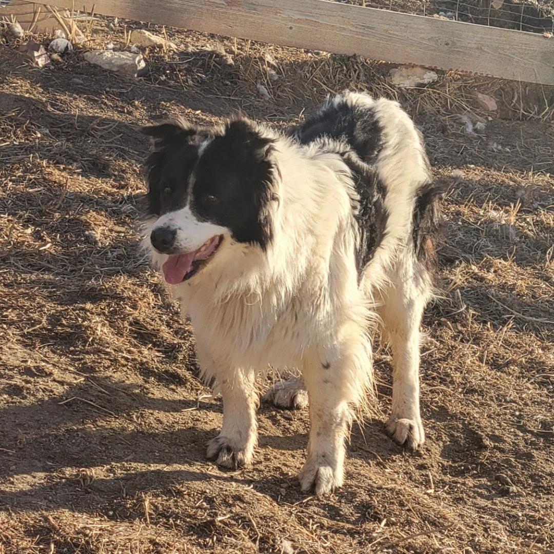 Briggs, ADOPTABLE, Senior Male Border Collie.