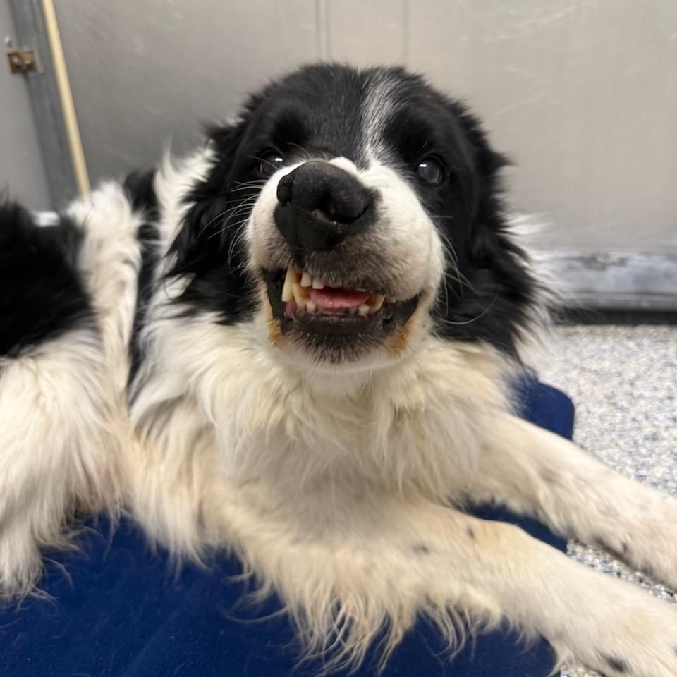 Enlarge Briggs, a ADOPTABLE Border Collie in Crested Butte, CO image 4/4