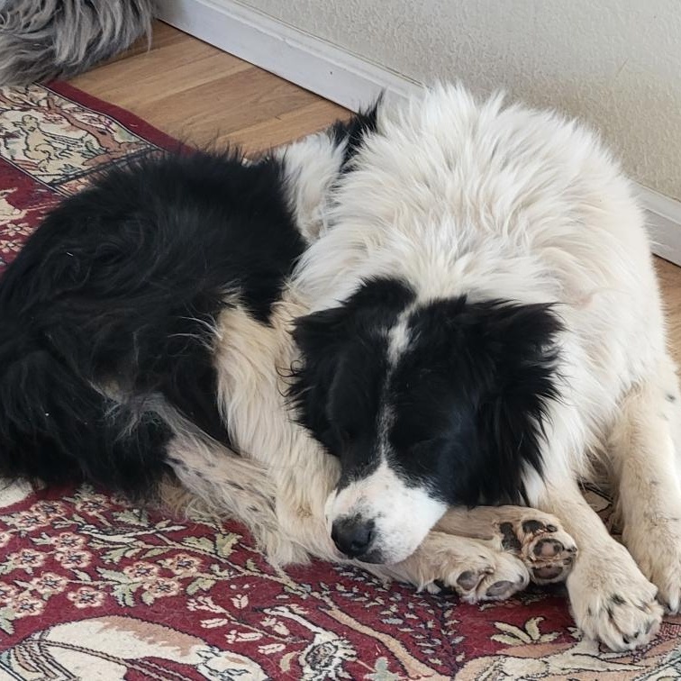 Enlarge Briggs, a ADOPTABLE Border Collie in Crested Butte, CO image 2/4