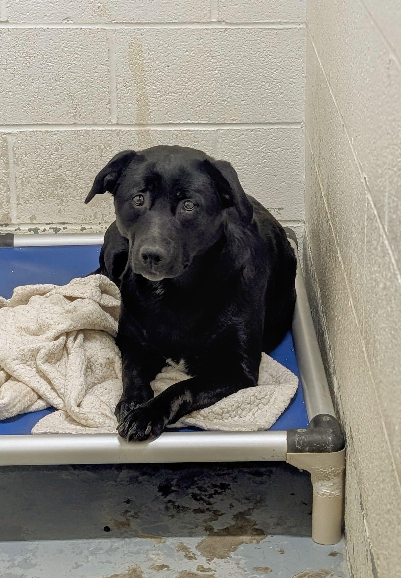 187708 LOOKING FOR OWNER, Adoptable, Adult Female Labrador Retriever.