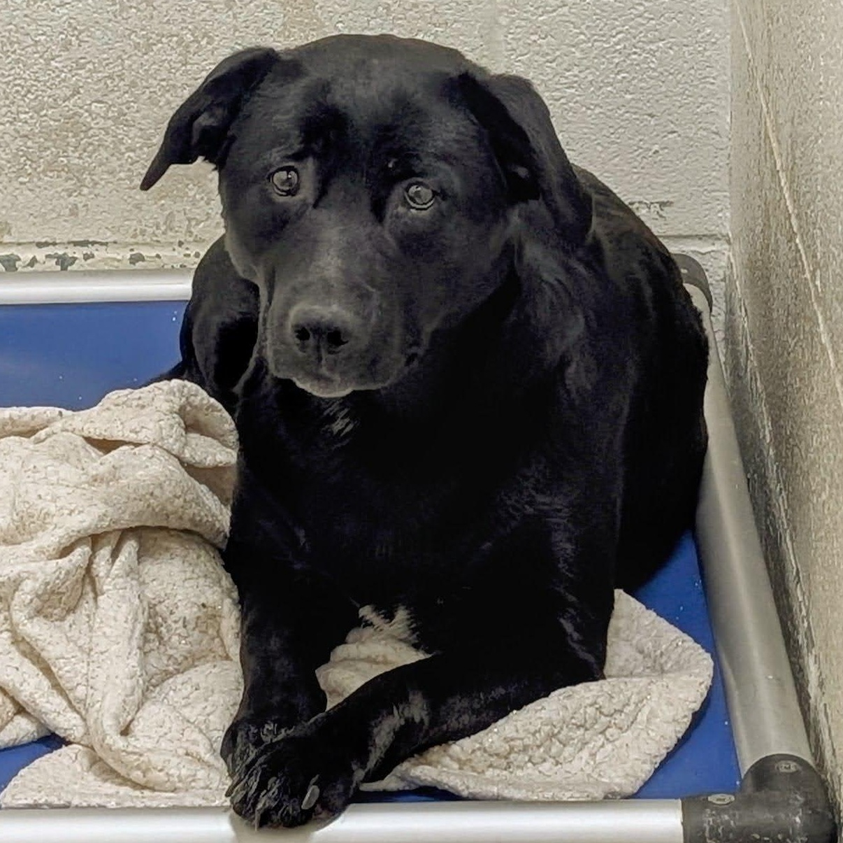 Enlarge 187708 LOOKING FOR OWNER, a Adoptable Labrador Retriever image 2/2