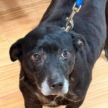 Betty, Adoptable, Senior Female Labrador Retriever & Basset Hound.