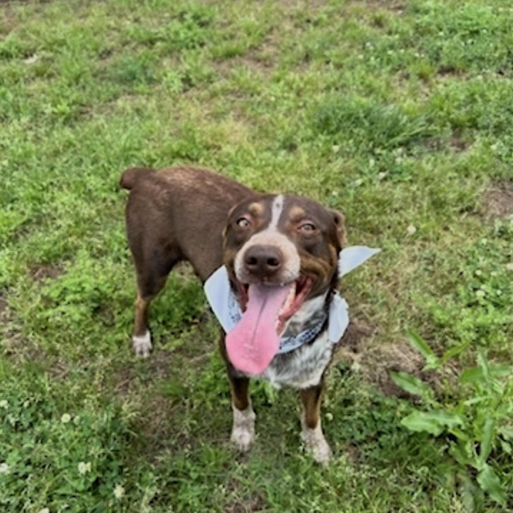 Buddy, Adoptable, Young Male Cattle Dog.