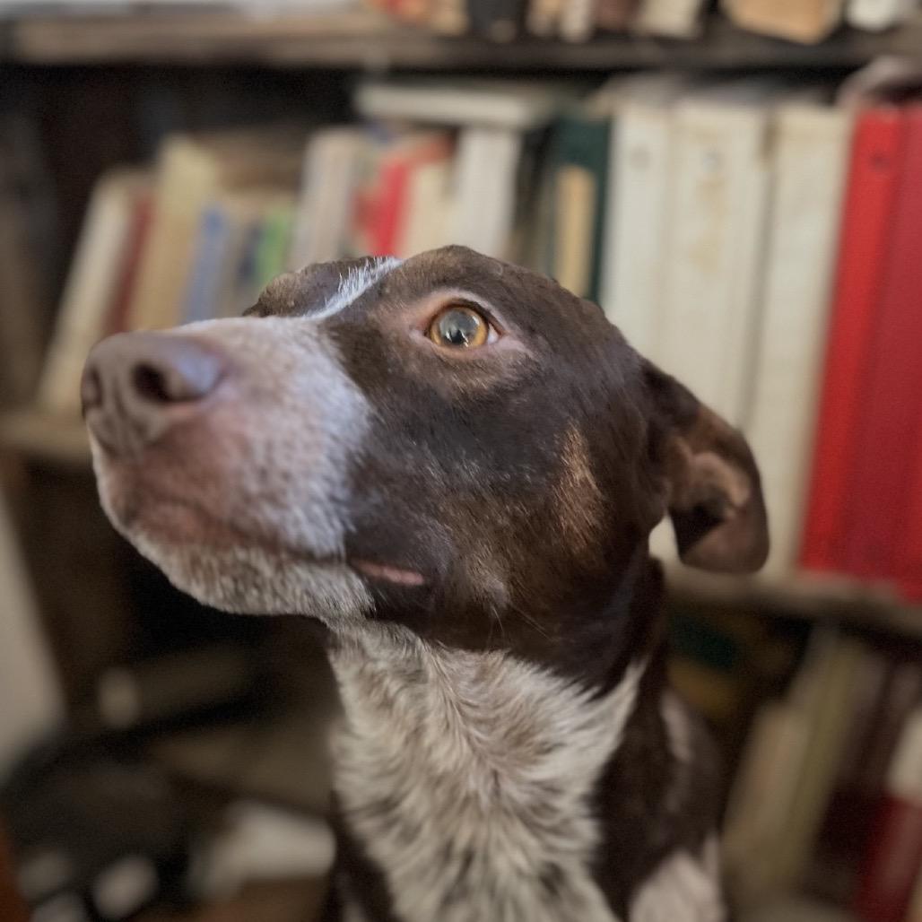 Enlarge Buddy, a Adoptable mixed breed in Perrysburg, OH image 2/4