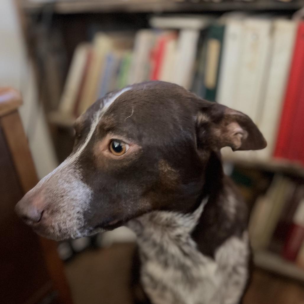 Enlarge Buddy, a Adoptable mixed breed in Perrysburg, OH image 4/4