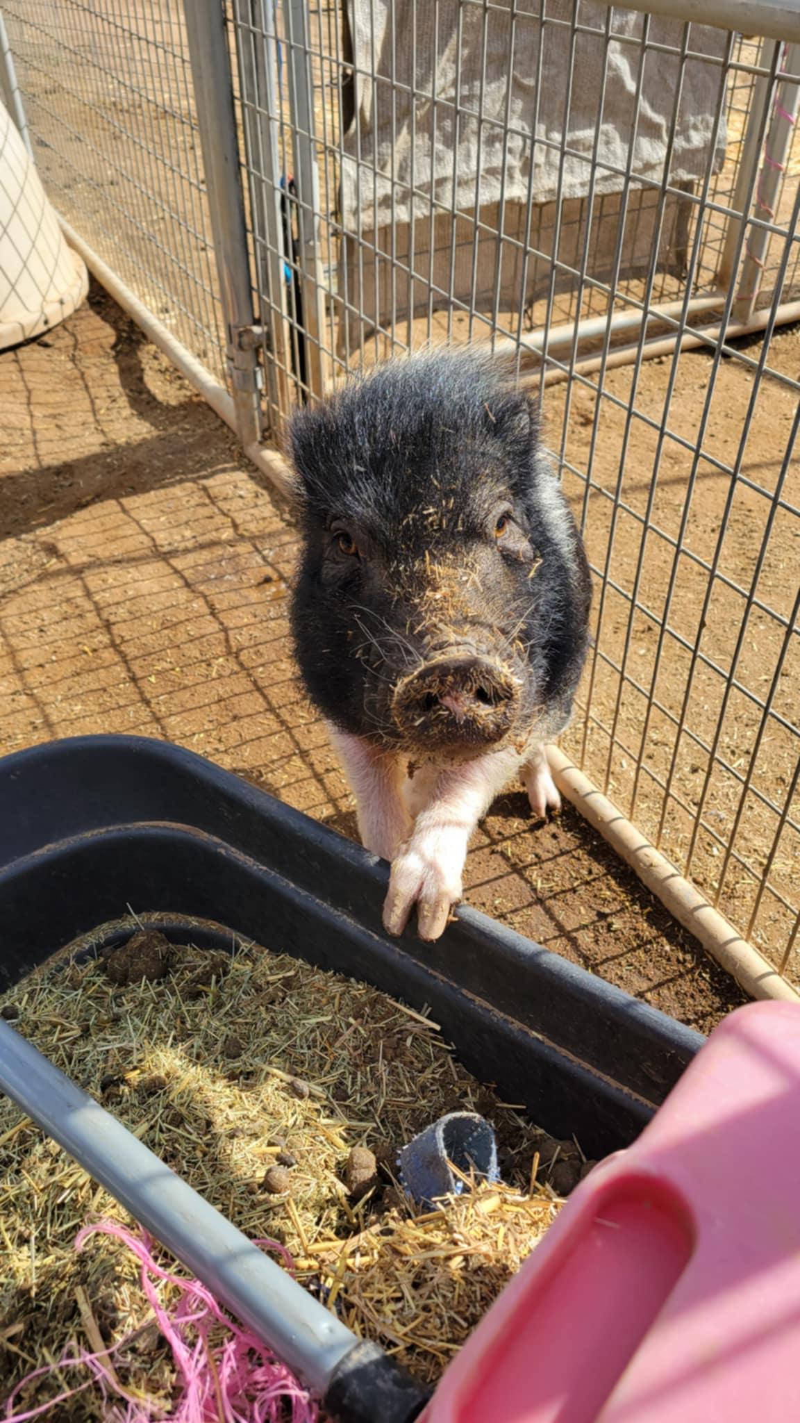 Cecilia, Adoptable, Young Female Pot Bellied.
