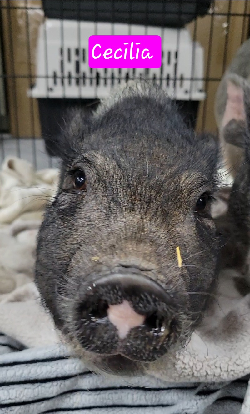 Enlarge Cecilia, a Adoptable Pot Bellied in Agua Dulce, CA image 3/3