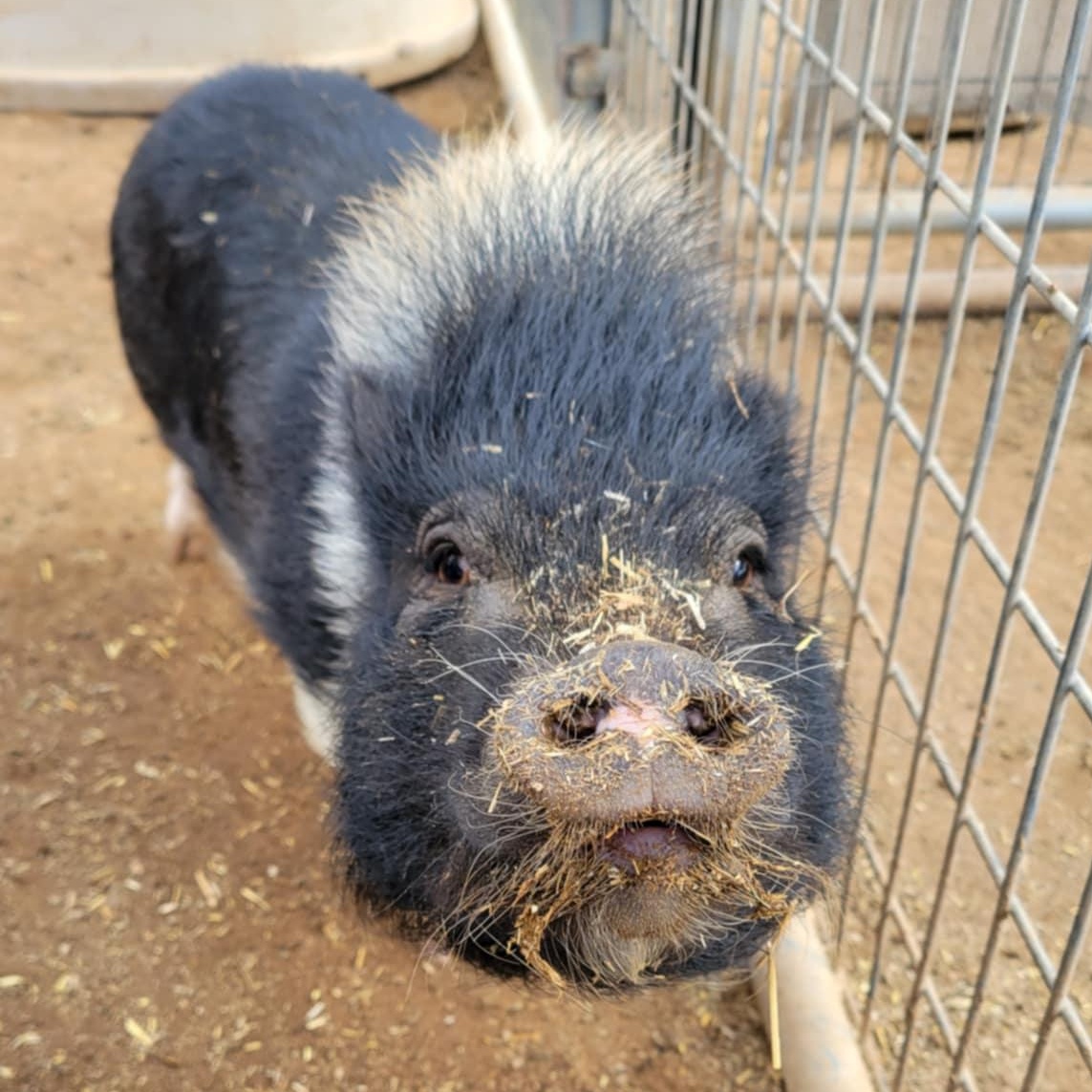 Enlarge Cecilia, a Adoptable Pot Bellied in Agua Dulce, CA image 2/3