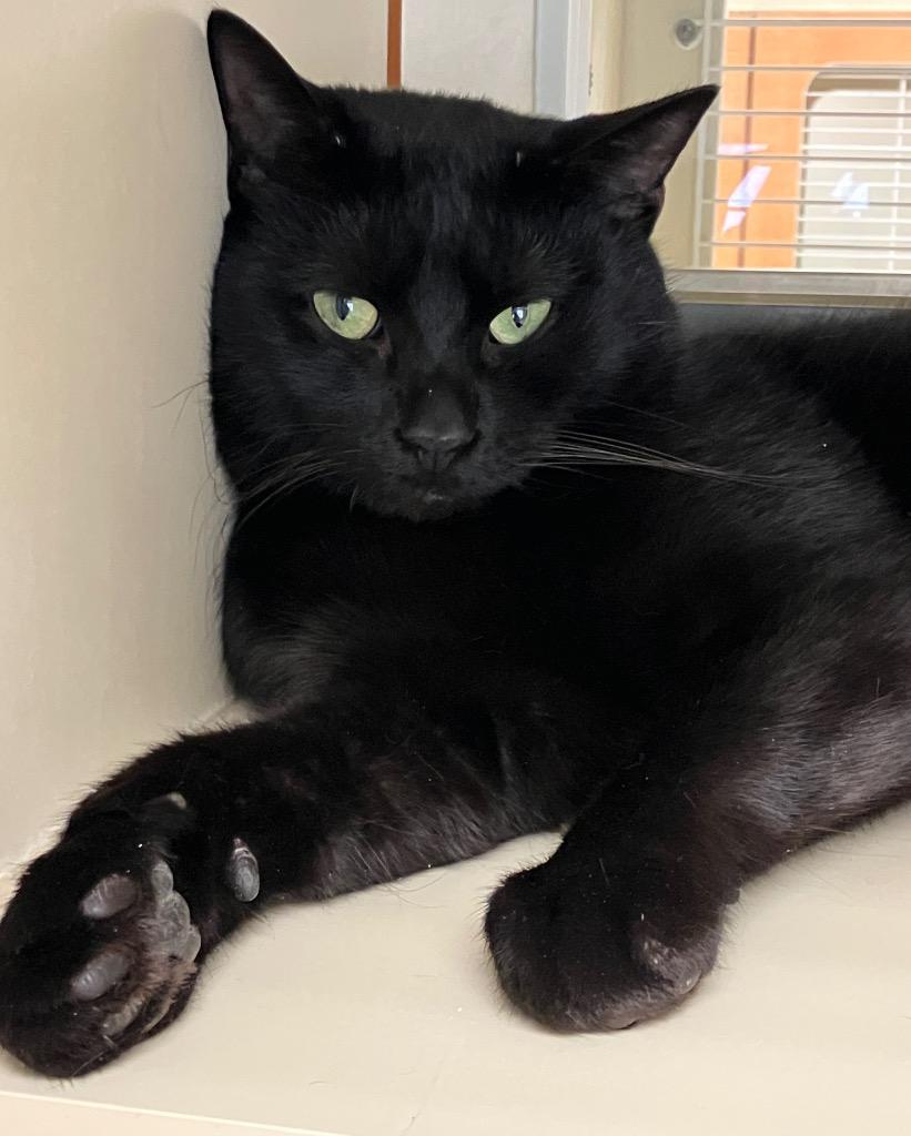 Enlarge Bosco, a Adoptable mixed breed in Christiansburg, VA image 1/1