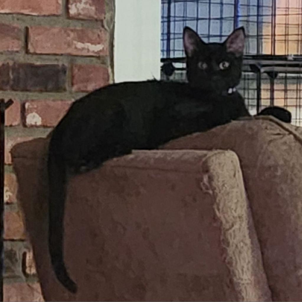 Enlarge Wolf Moon, a Adoptable Domestic Short Hair in Greenwood, MO image 1/5