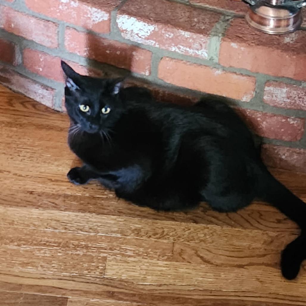 Wolf Moon, a Adoptable Domestic Short Hair in Greenwood, MO image 2/5