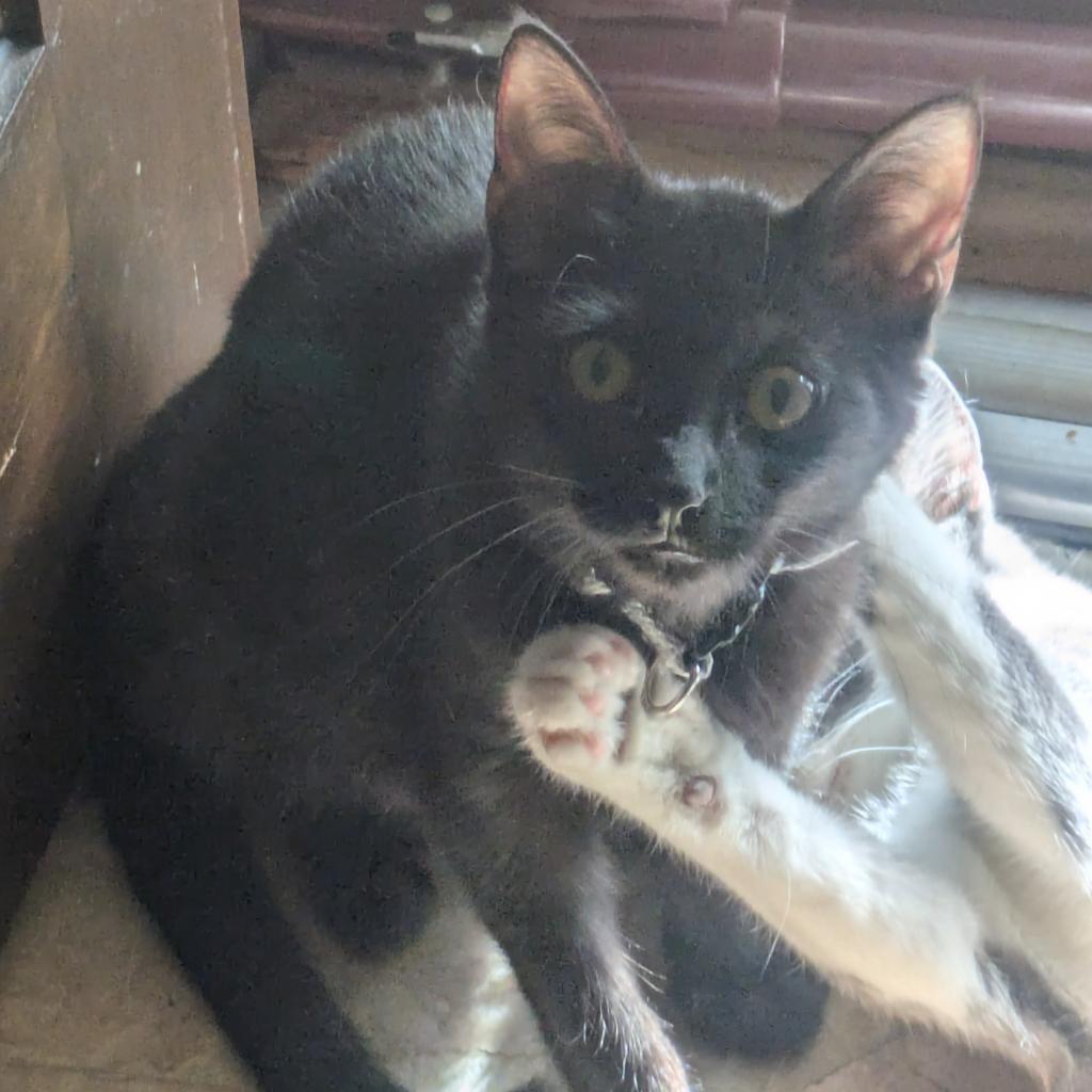 Enlarge Wolf Moon, a Adoptable Domestic Short Hair in Greenwood, MO image 3/5