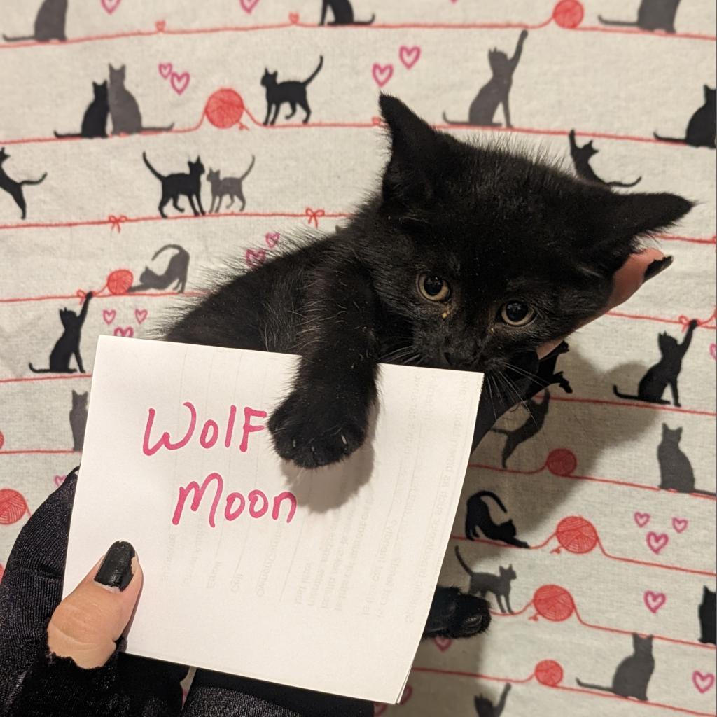 Wolf Moon, a Adoptable Domestic Short Hair in Greenwood, MO image 5/5