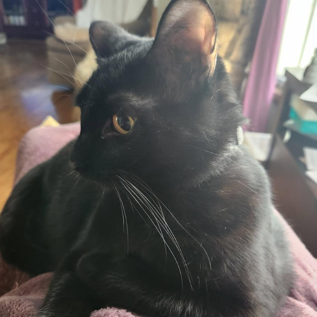 Enlarge Wolf Moon, a Adoptable Domestic Short Hair in Greenwood, MO image 5/5