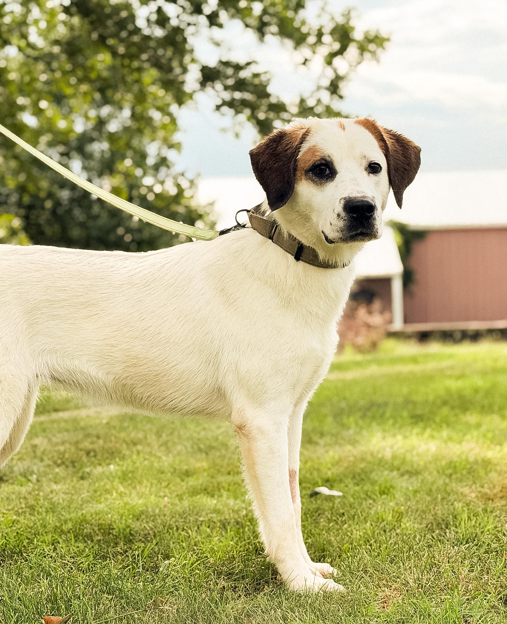 Enlarge Darcy, a Adoptable mixed breed in Gradyville, KY image 3/6