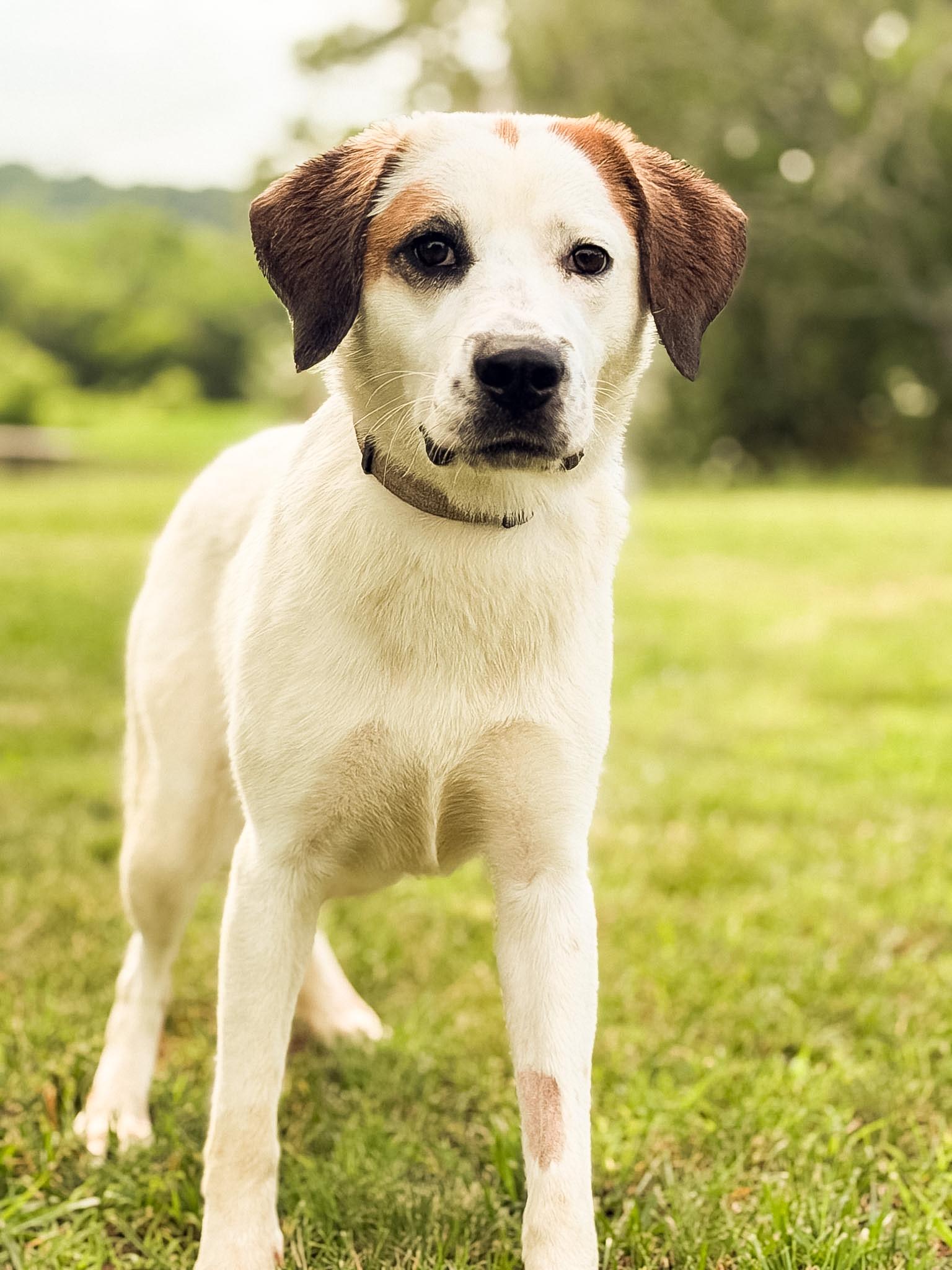 Enlarge Darcy, a Adoptable mixed breed in Gradyville, KY image 2/6