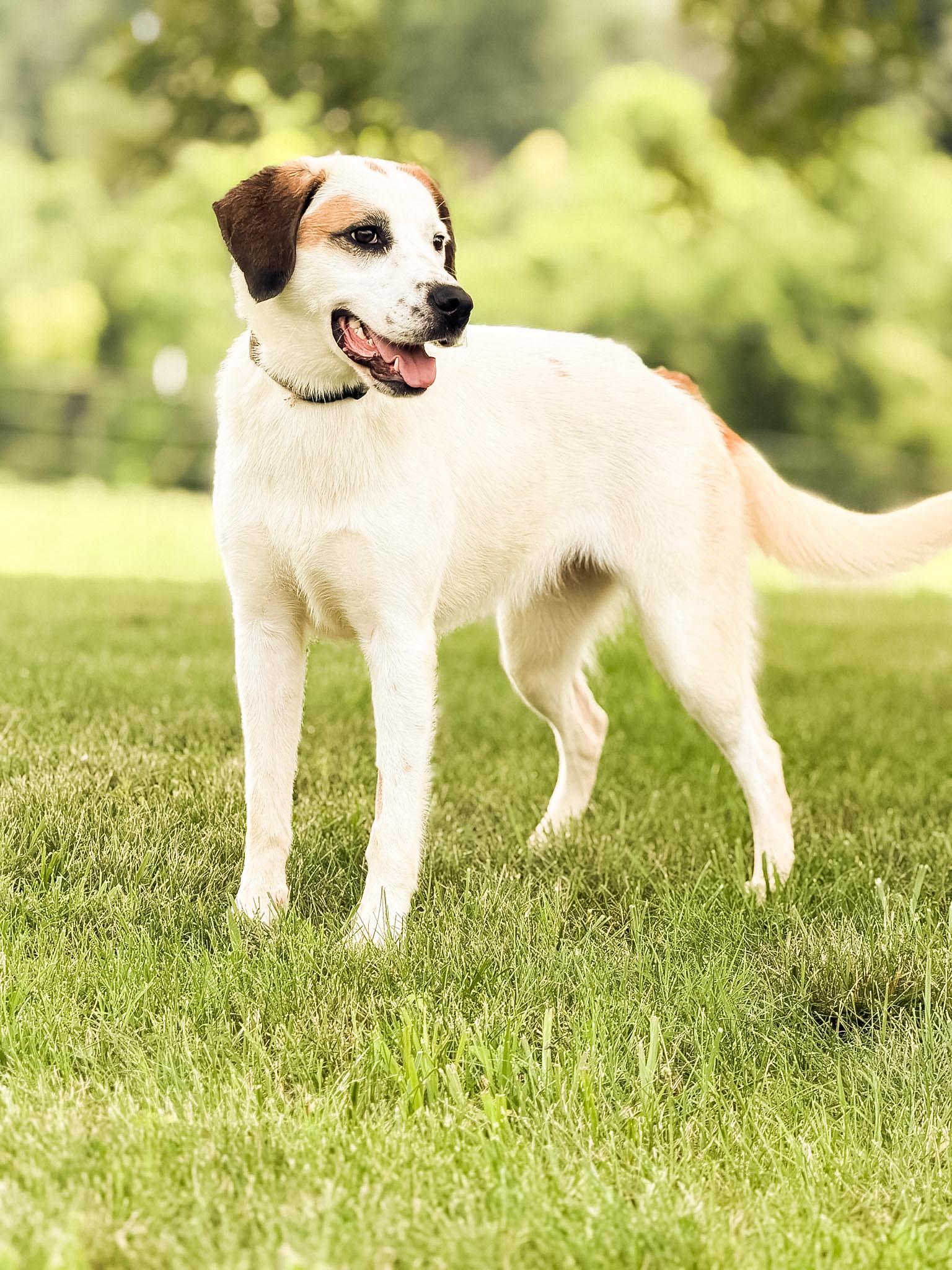 Enlarge Darcy, a Adoptable mixed breed in Gradyville, KY image 4/6