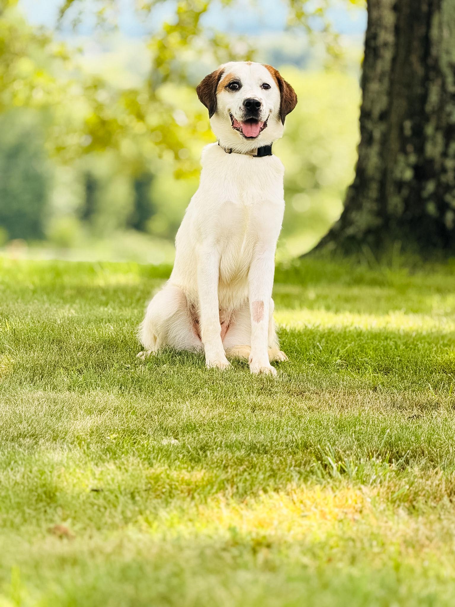 Enlarge Darcy, a Adoptable mixed breed in Gradyville, KY image 5/6