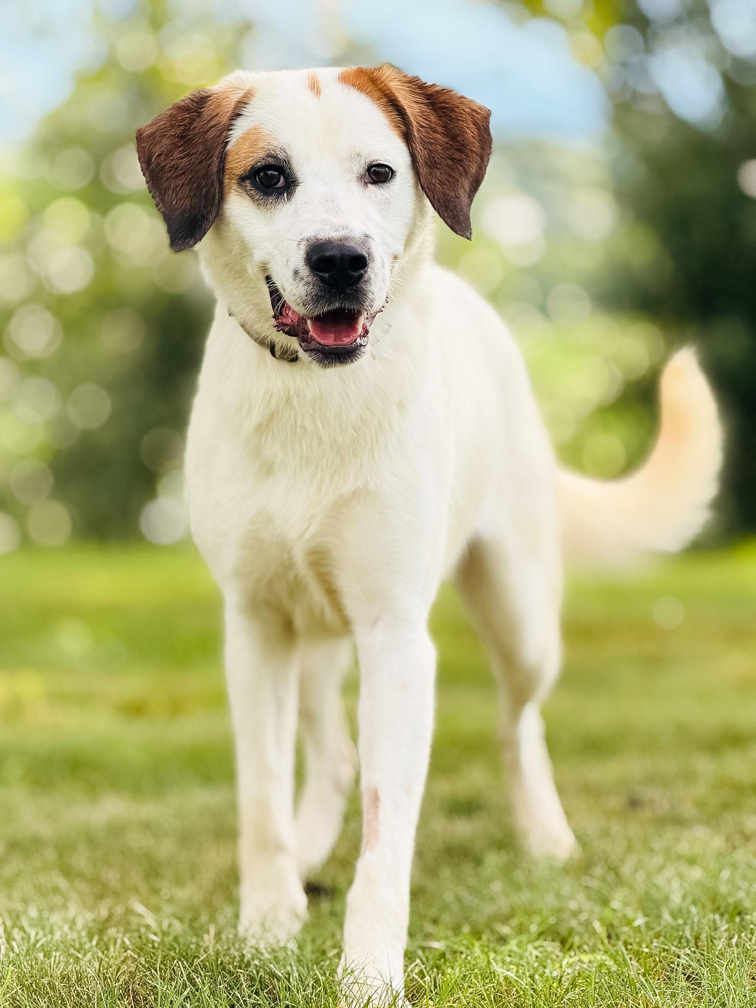 Darcy, Adoptable, Young Female Brittany Spaniel.
