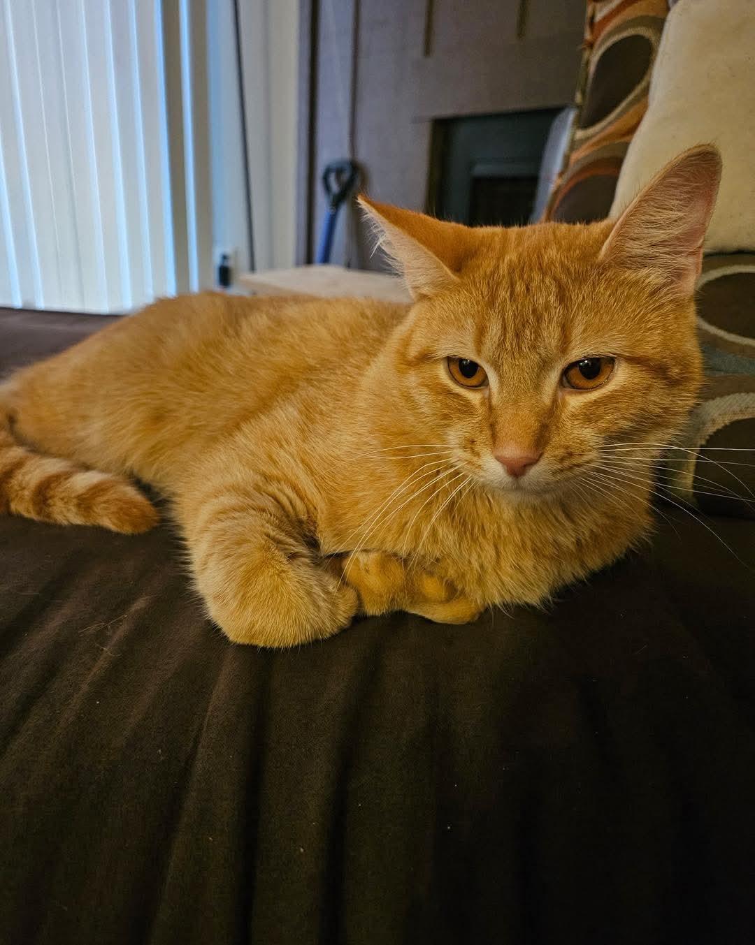 Enlarge Simba, a ADOPTABLE Domestic Short Hair in Owensboro, KY image 1/5