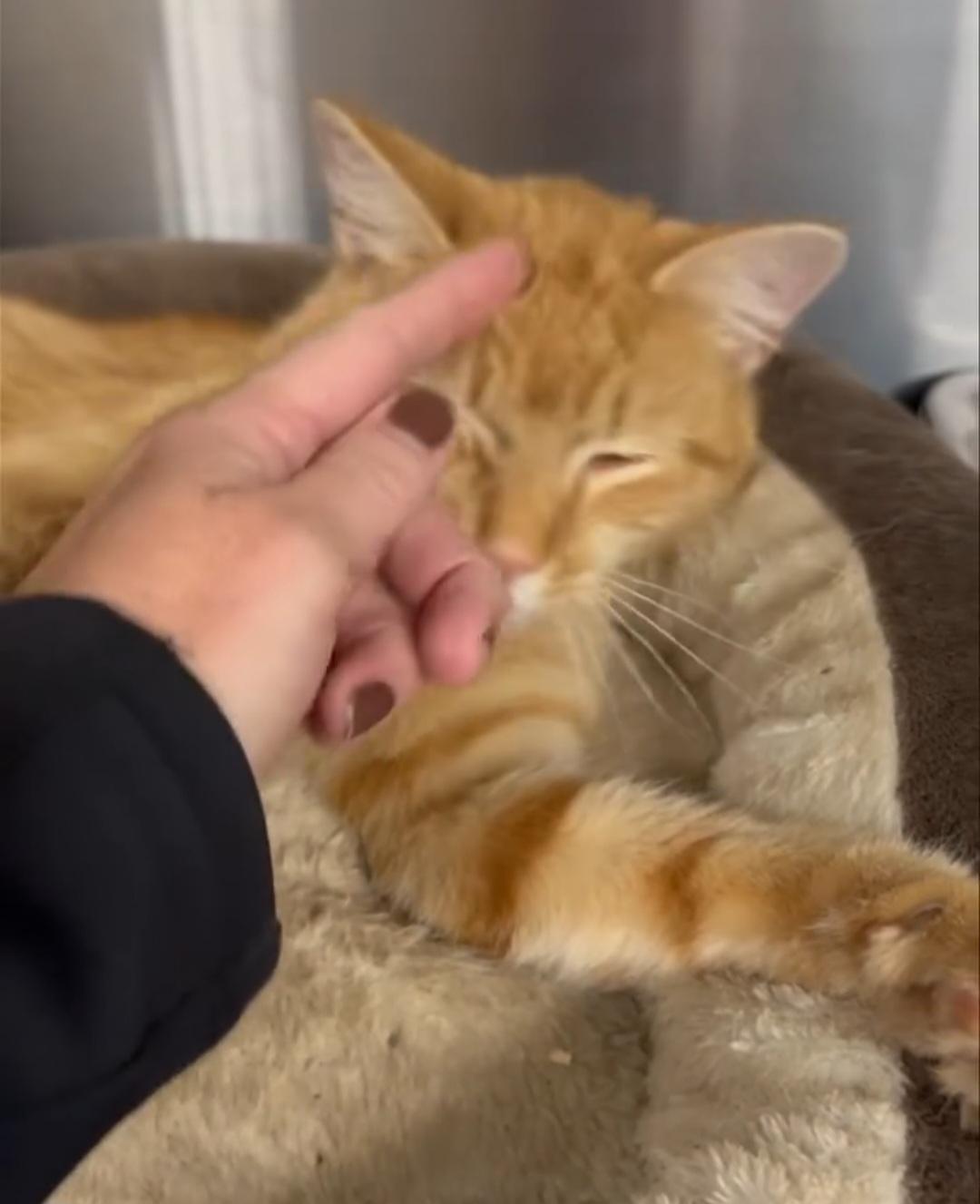 Enlarge Simba, a ADOPTABLE Domestic Short Hair in Owensboro, KY image 4/5
