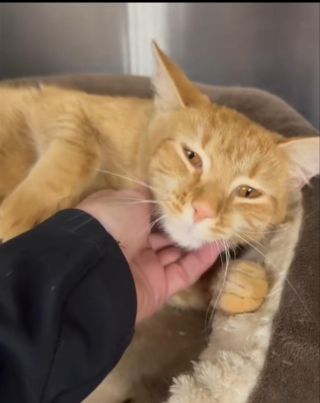 Enlarge Simba, a ADOPTABLE Domestic Short Hair in Owensboro, KY image 5/5